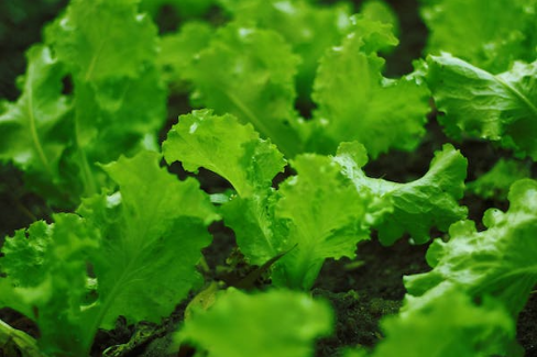 horta doméstica