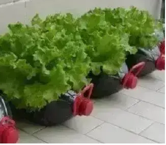 como plantar alface em garrafas