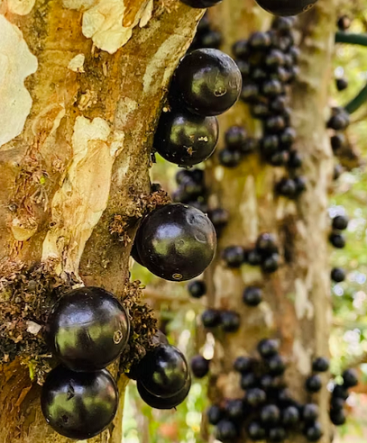 como plantar jabuticaba