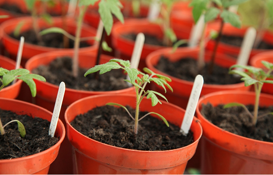 como plantar tomate