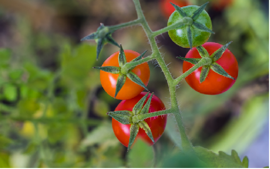 como plantar tomate