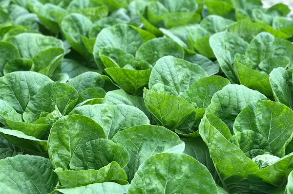 horta orgânica