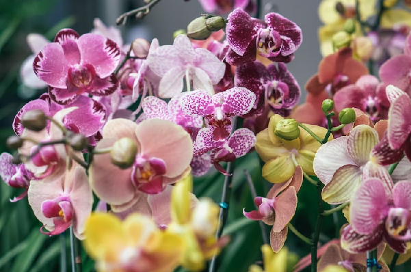 orquídeas