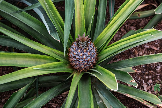 como plantar abacaxi