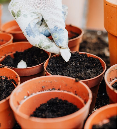 como plantar abóbora