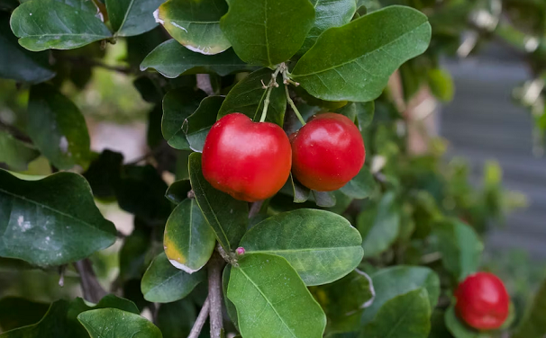 como plantar acerola