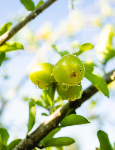 como plantar acerola