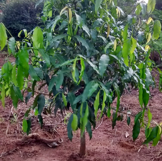 como plantar achachairu