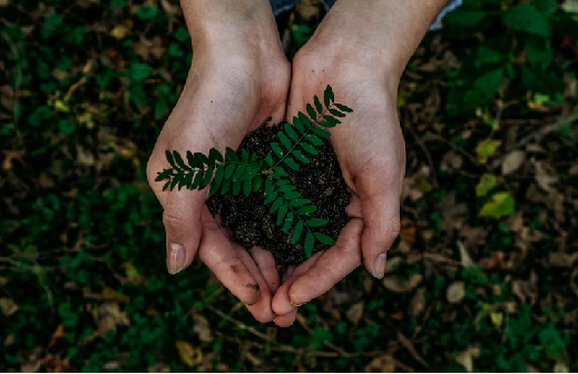 como plantar achachairu