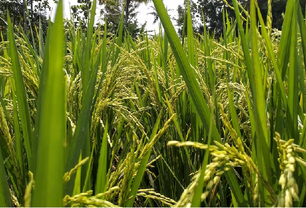 como plantar arroz