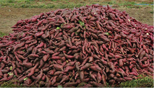 como plantar batata doce