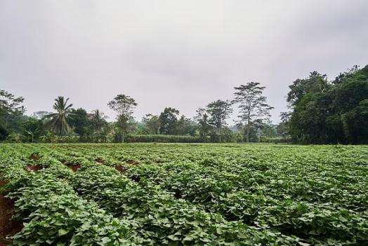 como plantar batata doce