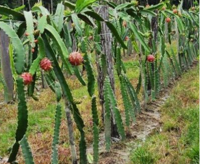 como plantar pitaya