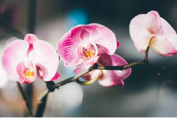 como cuidar de orquídeas