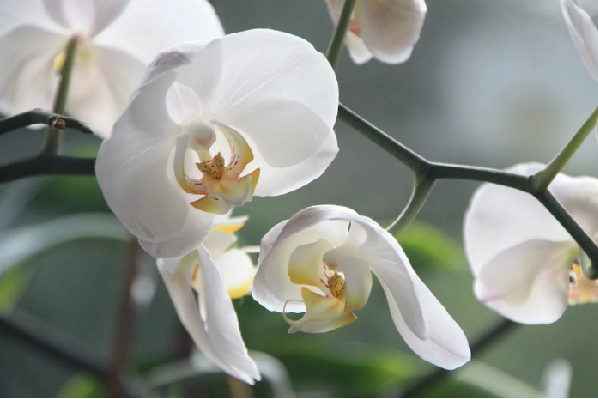 como cuidar de orquídeas